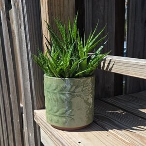 Modern Vine Leaf Glazed Terracotta Pottery 5" Planter
